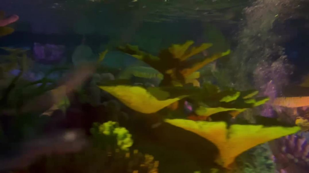 ⁣Finding Nemo Submarine Voyage at Disneyland